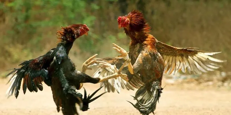 Các chương trình ưu đãi hot