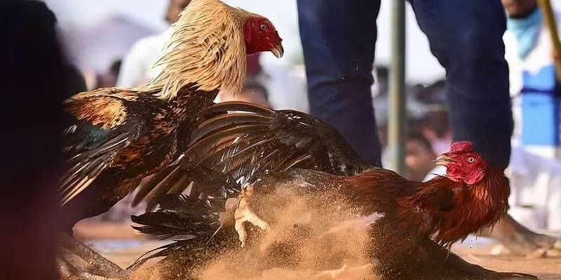 Đá Gà Cựa Sắt - Trải Nghiệm Cá Cược Đinh Cao Tại 988BET